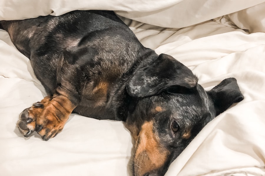 Teckel au repos sur un lit
