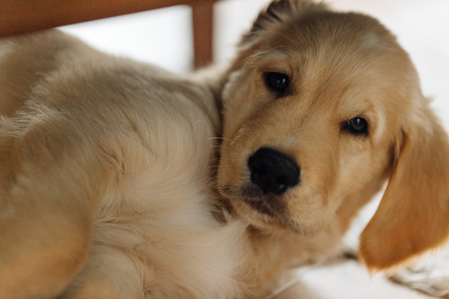 Jeune chien allongé au calme
