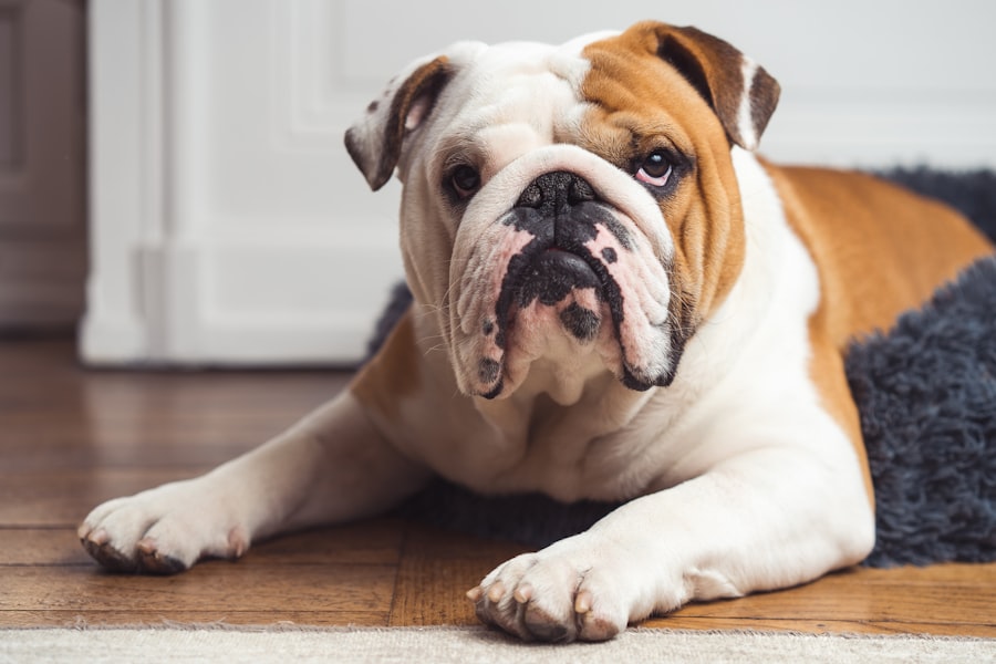 Chien au repos à la maison sur le parquet